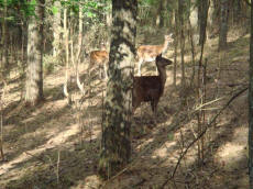 BRILL ekologiczna hodowla danieli jeleni byki anie cielta ferma w Polsce