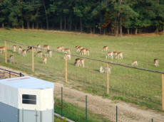 BRILL ekologiczna hodowla danieli jeleni byki anie cielta ferma w Polsce